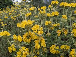 Image result for Phlomis fruticosa