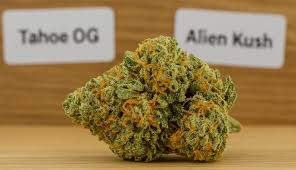 Alien OG Strain – Indica-Dominant Genetics, Mental Clarity & Calm Buzz
