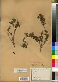 Image result for Aspilia pluriseta