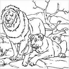 Children love stories of wild animals. Lion Free Printable Coloring Pages For Kids