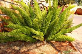 Image result for Asparagus natalensis