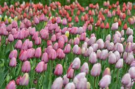 Maybe you would like to learn more about one of these? April Showers Bring May Flowers The Gardens At Texas A M University