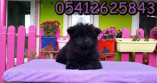 Chow Chow Fiyatlari Aslan Cin Ve Chow Chow