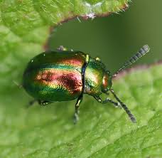 Image result for Blotiella natalensis