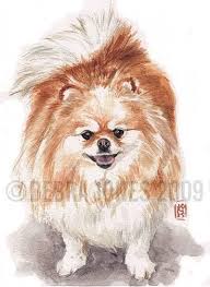 Pin Ot Polzovatelya Maria Korchyomkina Na Doske Pomeranians Sobaki Dekupazh
