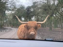 Add safaripark beekse bergen and other attractions to your hilvarenbeek trip itinerary using our hilvarenbeek trip itinerary planning site. Safaripark Beekse Bergen Mama S Mind