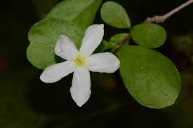 Image result for Heinsia