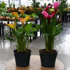 Image result for Zantedeschia aethiopica