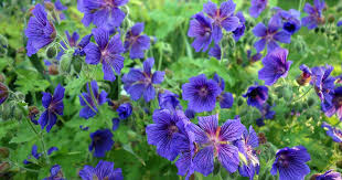 Image result for Geranium