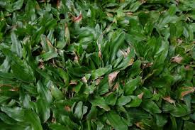 Image result for Axonopus