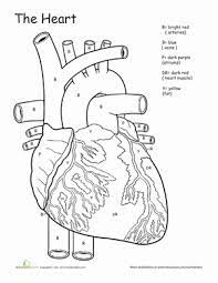 In the anatomical position, the left atrium forms the posterior border (base) of the heart. Awesome Anatomy If I Only Had A Heart Worksheet Education Com