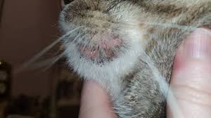 Eosinophilic granuloma is a form of langerhans cell histiocytosis. Treating Cat S Crusty Eye And Chin Thriftyfun