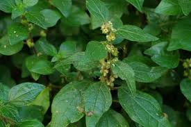 Image result for Parietaria