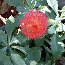 Image result for Kleinia fulgens