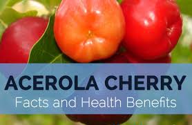 Check spelling or type a new query. Acerola Cherry Facts Health Benefits And Nutritional Value