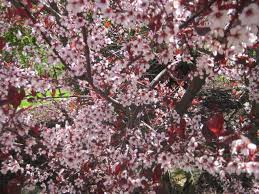 Georgette's flowers will deliver flowers right to your door. Discount Realtor R Peoria Discounted Real Estate Commissions Buyer Rebates From Full Service Brokers In Peoria Illinois Peoria East Peoria Flowering Trees
