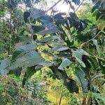 Image result for Cassipourea ndando