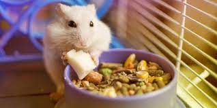 We did not find results for: 10 Makanan Hamster Alami Bermerek Aman Bernutrisi Tinggi Pintarpet