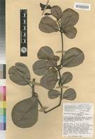 Image result for Manilkara obovata