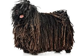 Komondor dogs are large, majestic animals, bred to be independent thinking, loving, loyal and protective. Puli Puppies For Sale In California Adoptapet Com