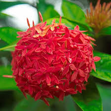 Image result for Ixora coccinea