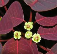 Image result for Euphorbia cotinifolia