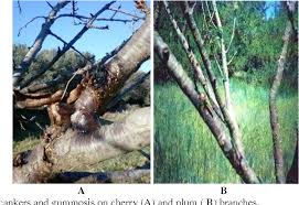 Brown rot is a very destructive disease of all stone fruits. Pdf Study On Some Bacterial Diseases Of Stone And Pome Fruit Trees In Algeria Semantic Scholar