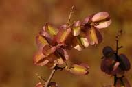 Image result for Phaeoptilum spinosum