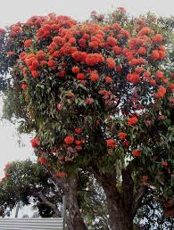 Image result for Eucalyptus ficifolia
