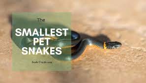 Maybe you would like to learn more about one of these? Top 10 Smallest Pet Snakes Snaketracks Com