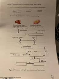 Image result for Common Clotting Pathway