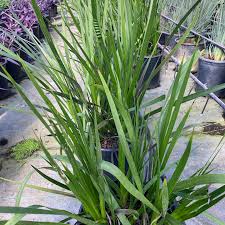 Image result for Lily Turf