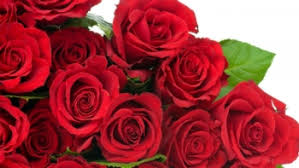 Significado de Rosas Vermelhas - Dicionário de Símbolos