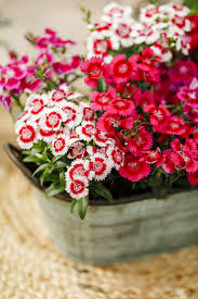 Image result for Dianthus