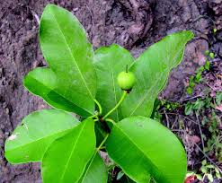 Image result for Manilkara