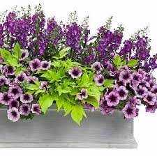 Blue Angelonia Petunia Bordeaux Caroline Sweet Potato Vine Container Flowers Container Gardening Flower Planters