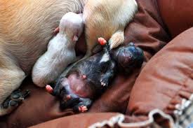 Feeding a newborn pup on your own. Schedules And Guides For Feeding Puppies