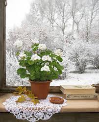 Even so, they'll still be full of continue to prune as the plant gets bushier, being sure to pinch off any flowers that appear. Best Winter Houseplants How To Take Care Of Indoor Plants In Winter Geraniums Flowers Plants