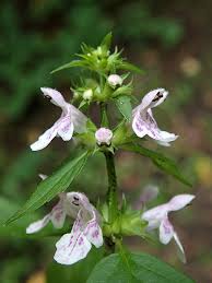 Image result for Stachys aculeolata
