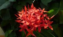 Image result for Ixora sp. A