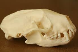 Skull Identification