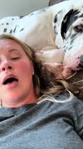 Great Danes Getting Belly Rubs