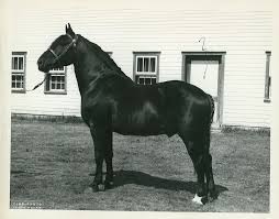 Cheval canadien ) est une race de cheval du canada. Le Millieme Article Les Quatre Saisons