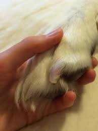 Maybe you would like to learn more about one of these? Home Wilson Mobile Vet