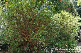 Image result for Crotalaria phylicoides