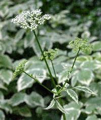 Image result for Afroligusticum runssoricum