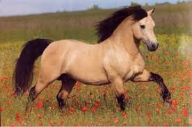 A buckskin horse can occur in any number of different breeds, though at least one parent must be from a breed that carries the dilution gene, and not all buckskin — may refer to:*buckskin (leather), leather made of buck (i.e. Buckskin Horse Desktop Nexus Wallpapers Horses Buckskin Horse Horse Wallpaper