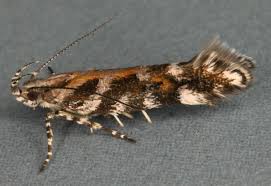 Image result for Ericinella