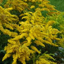 Image result for Solidago
