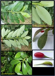 Image result for Erythroxylum emarginatum